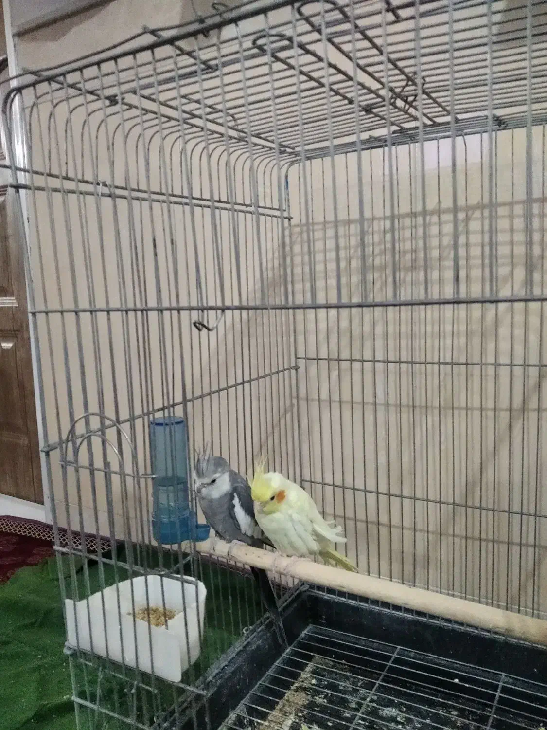 عروس هلندی|پرنده|آشتیان, |دیوار