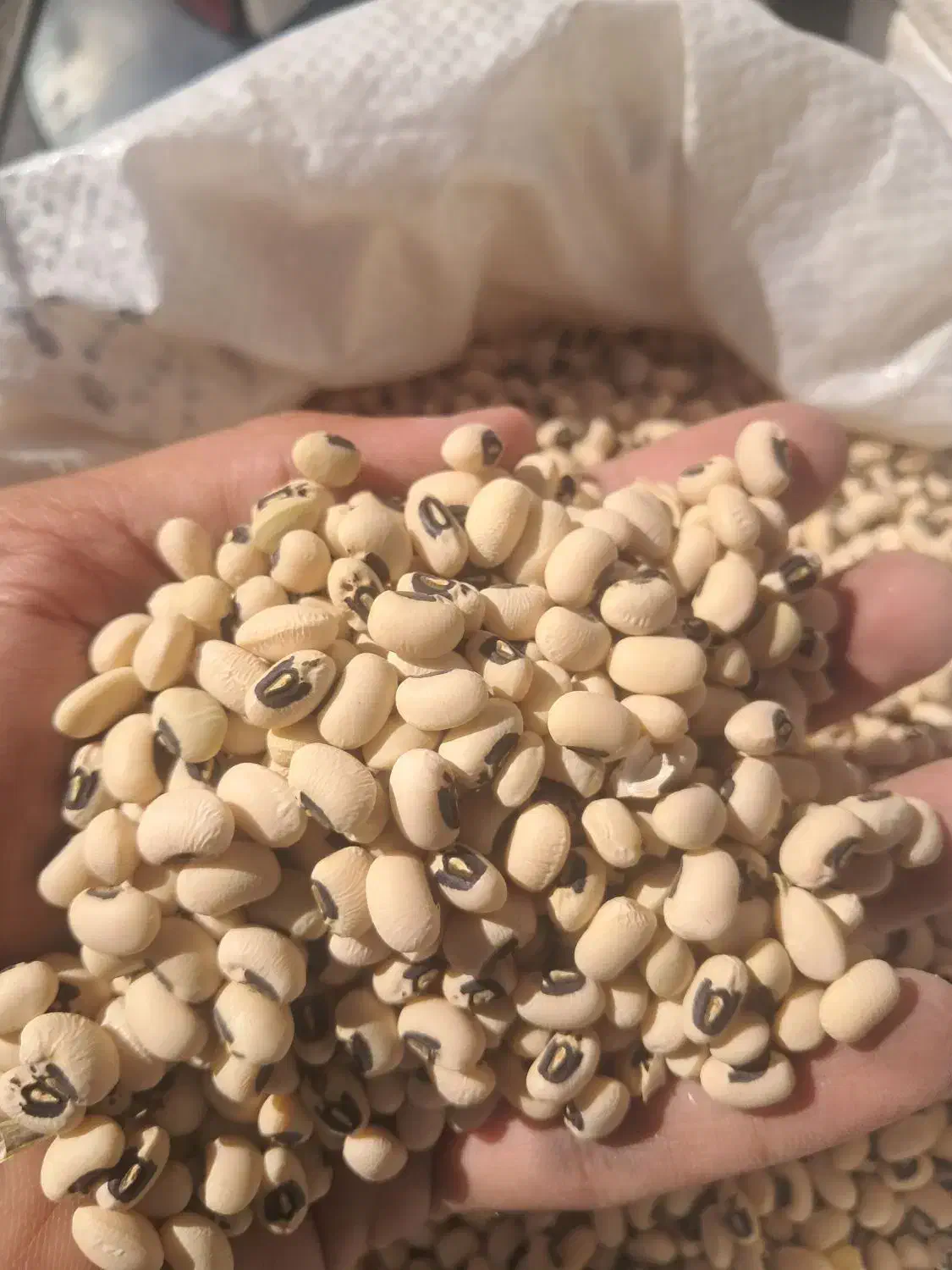 لوبیا آشی محلی(چشم بلبلی) آوردم براتون|خوردنی و آشامیدنی|کوهدشت, |دیوار