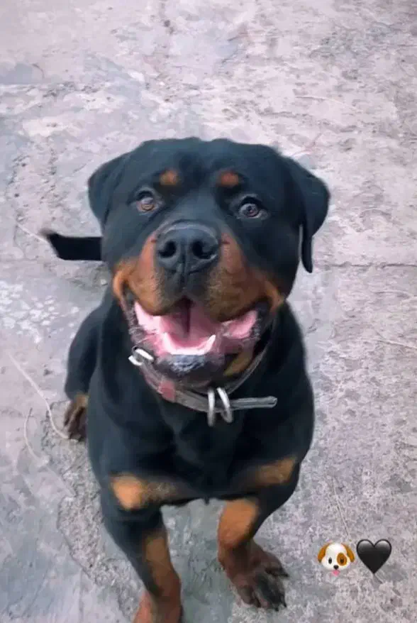 ماده روتوایلر|سگ|هشتگرد, شهرک افشاریه|دیوار