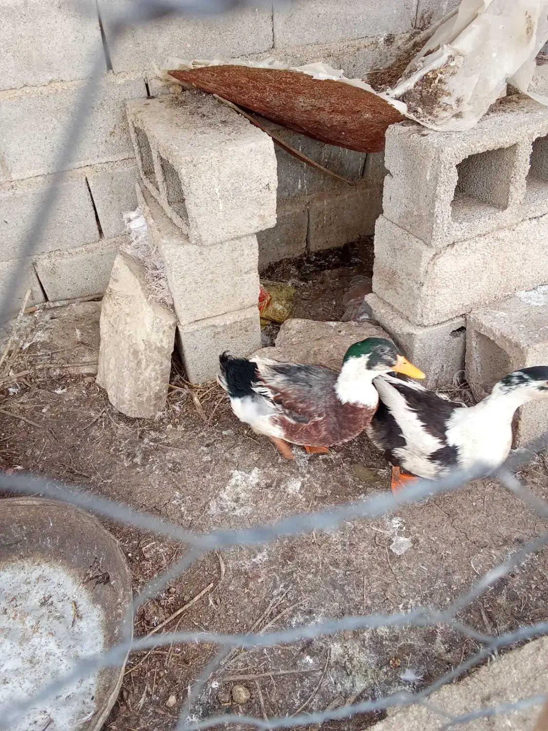 اردک جوان|حیوانات مزرعه|آشخانه, |دیوار