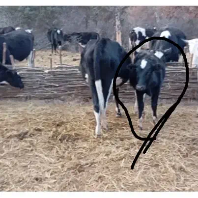 گوساله دورگ جنگلی|حیوانات مزرعه|علی‌آباد کتول, |دیوار