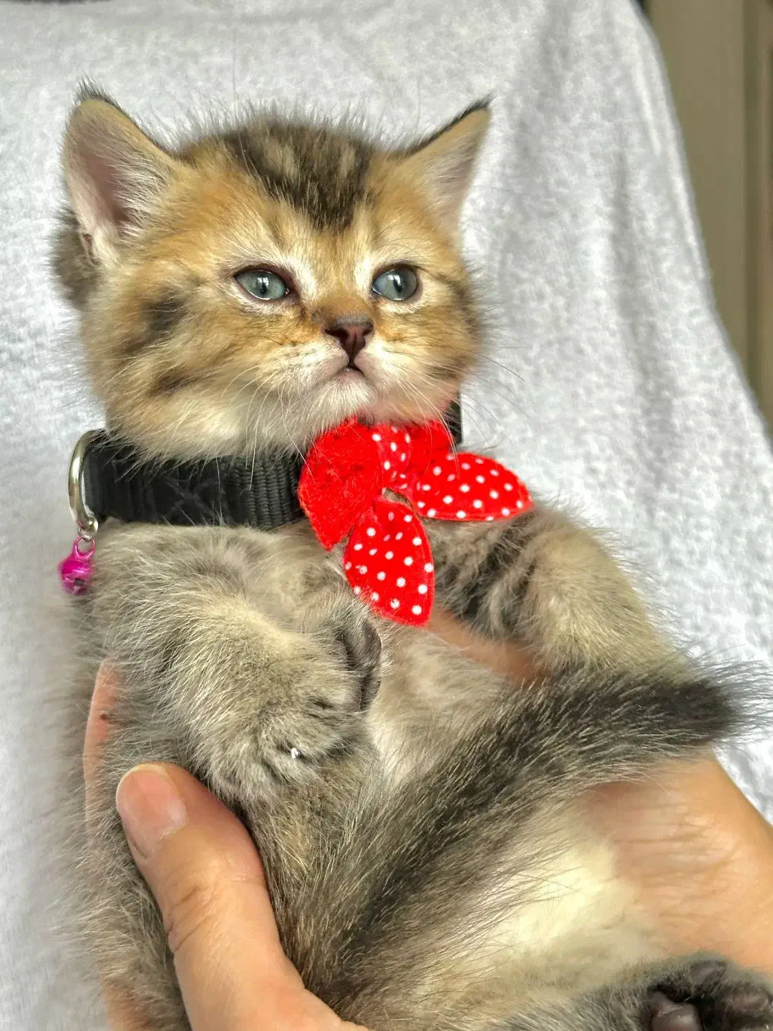 بریتیش ny 25|گربه|کرج, فاز ۱ مهرشهر|دیوار