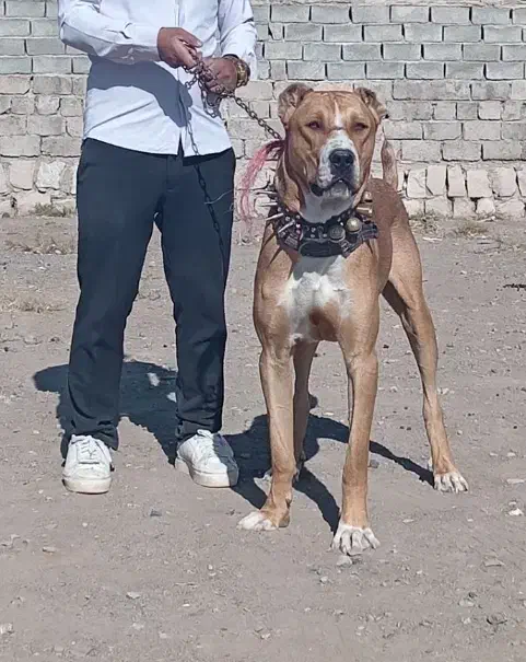 واگذاری چندقلاده سگ و خواستارسگ|سگ|سبزوار, پاسداران|دیوار