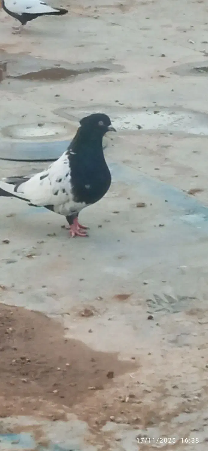 کبوتر|پرنده|اردکان, |دیوار