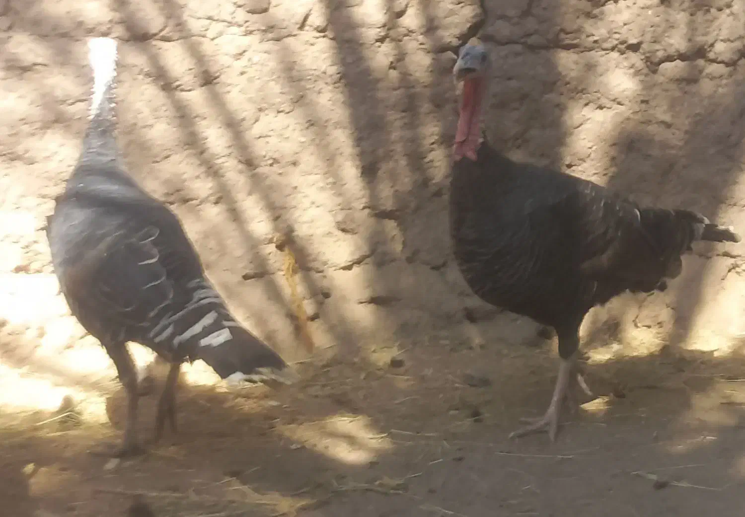 بوقلمون|حیوانات مزرعه|بم, |دیوار