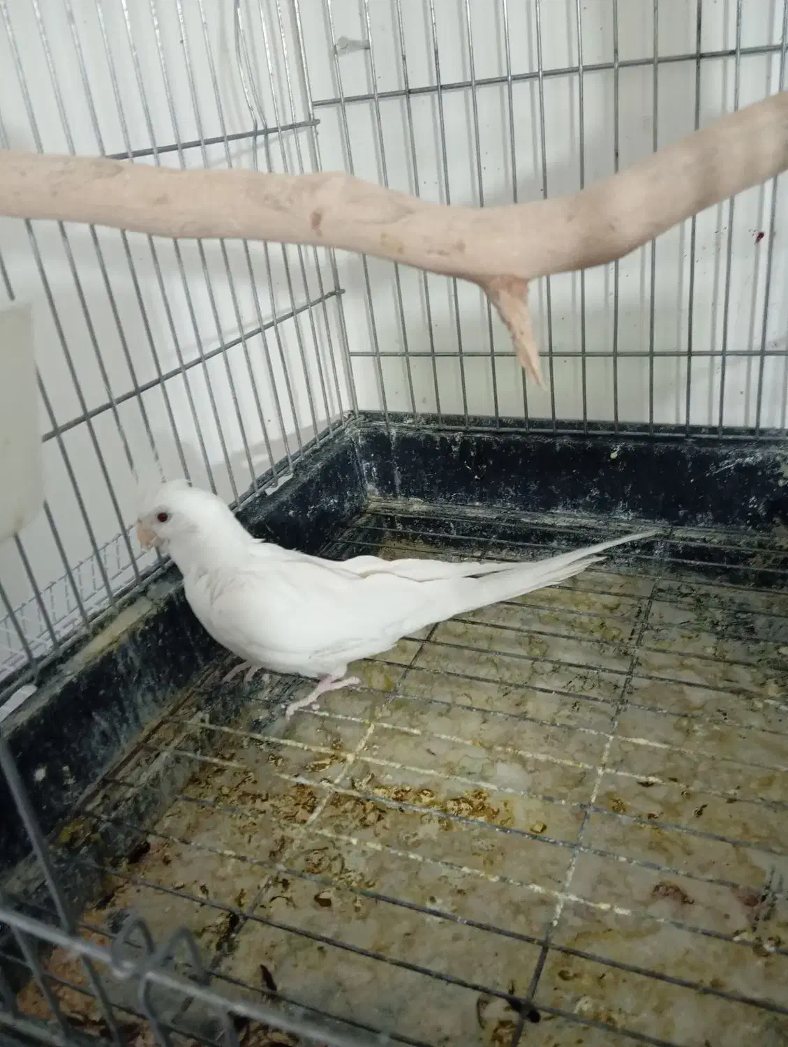 عروس هلندی البینونر|پرنده|سلیمان, |دیوار