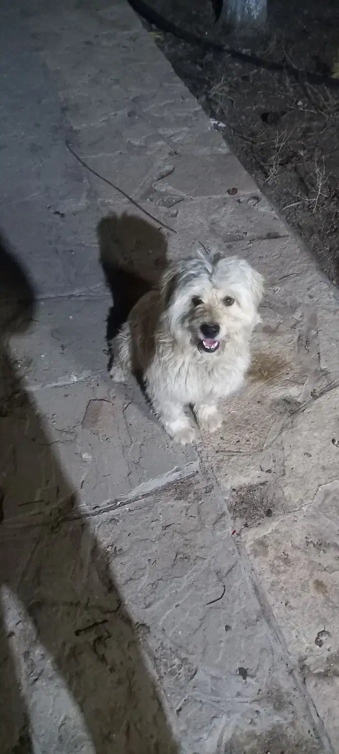 سگ باهوش|سگ|مشهد, ایثارگران|دیوار