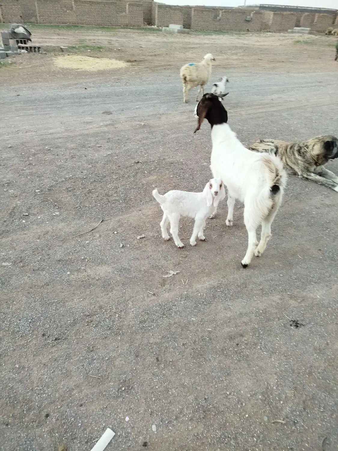 بززاییده|حیوانات مزرعه|زیرکوه, |دیوار