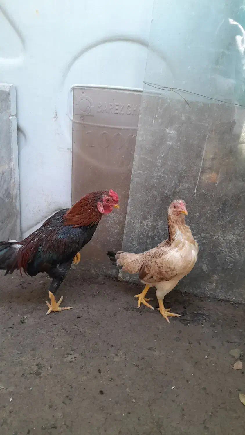 مرغ وخروس|پرنده|شهریار, رضی آباد بالا|دیوار