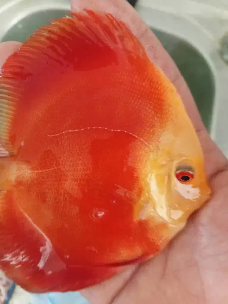 دیسکس سایز ۳.۵و۴.۵|ماهی|تهران, شهرک خرازی|دیوار