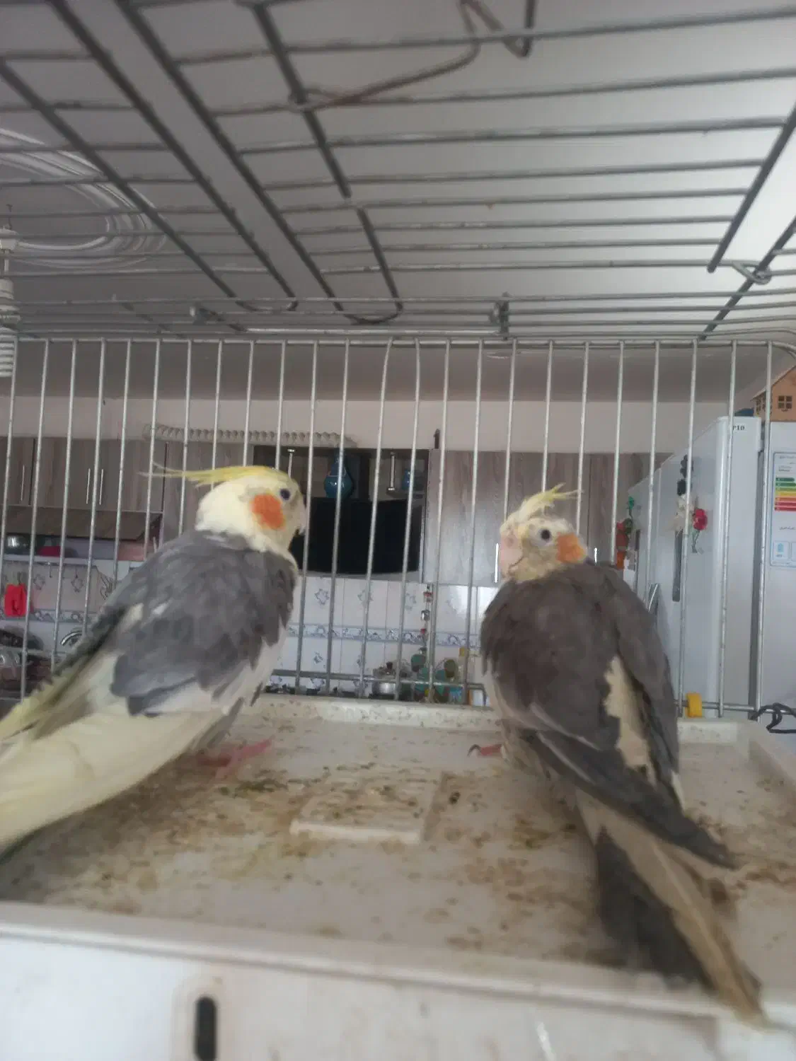 فروشعروسهلندیمولد|پرنده|کبودرآهنگ, |دیوار