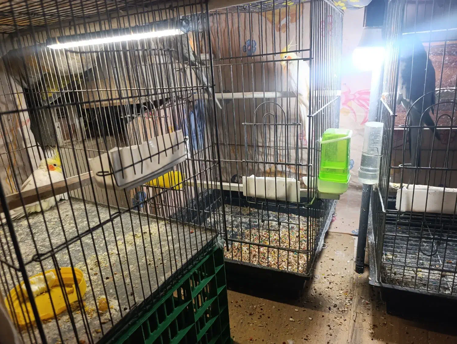 عروس هلندی|پرنده|یزد, |دیوار