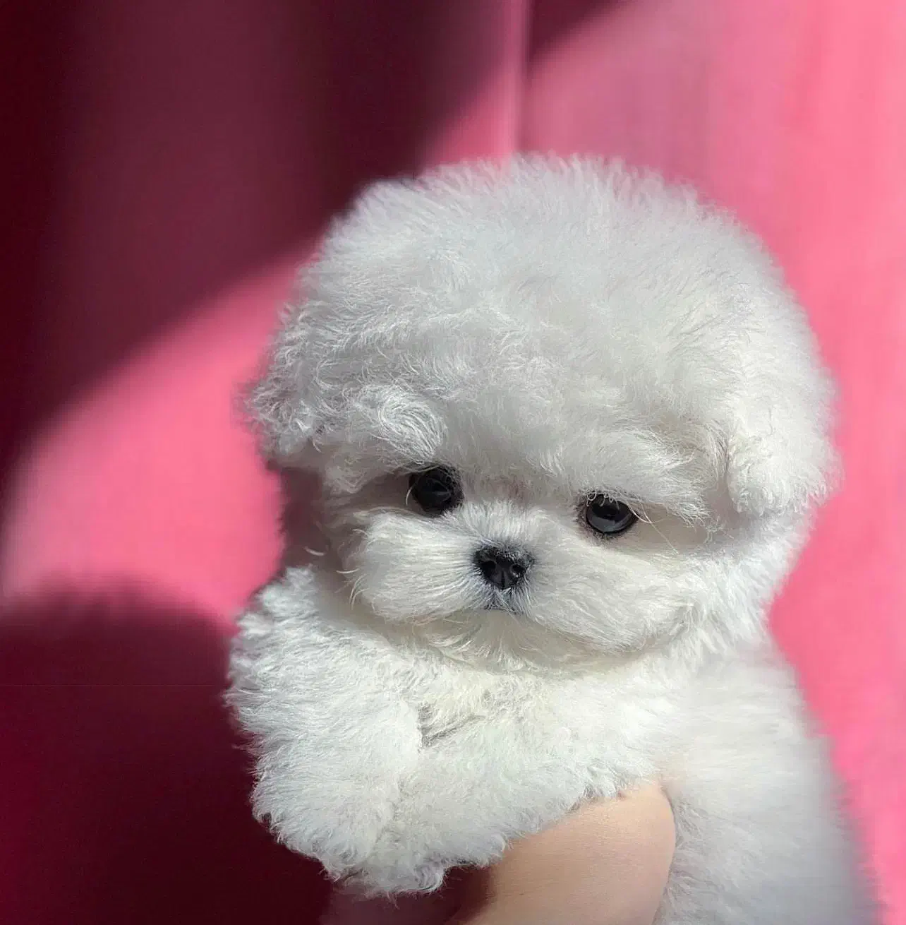 سگ میکرو|سگ|اصفهان, باغ فردوس|دیوار