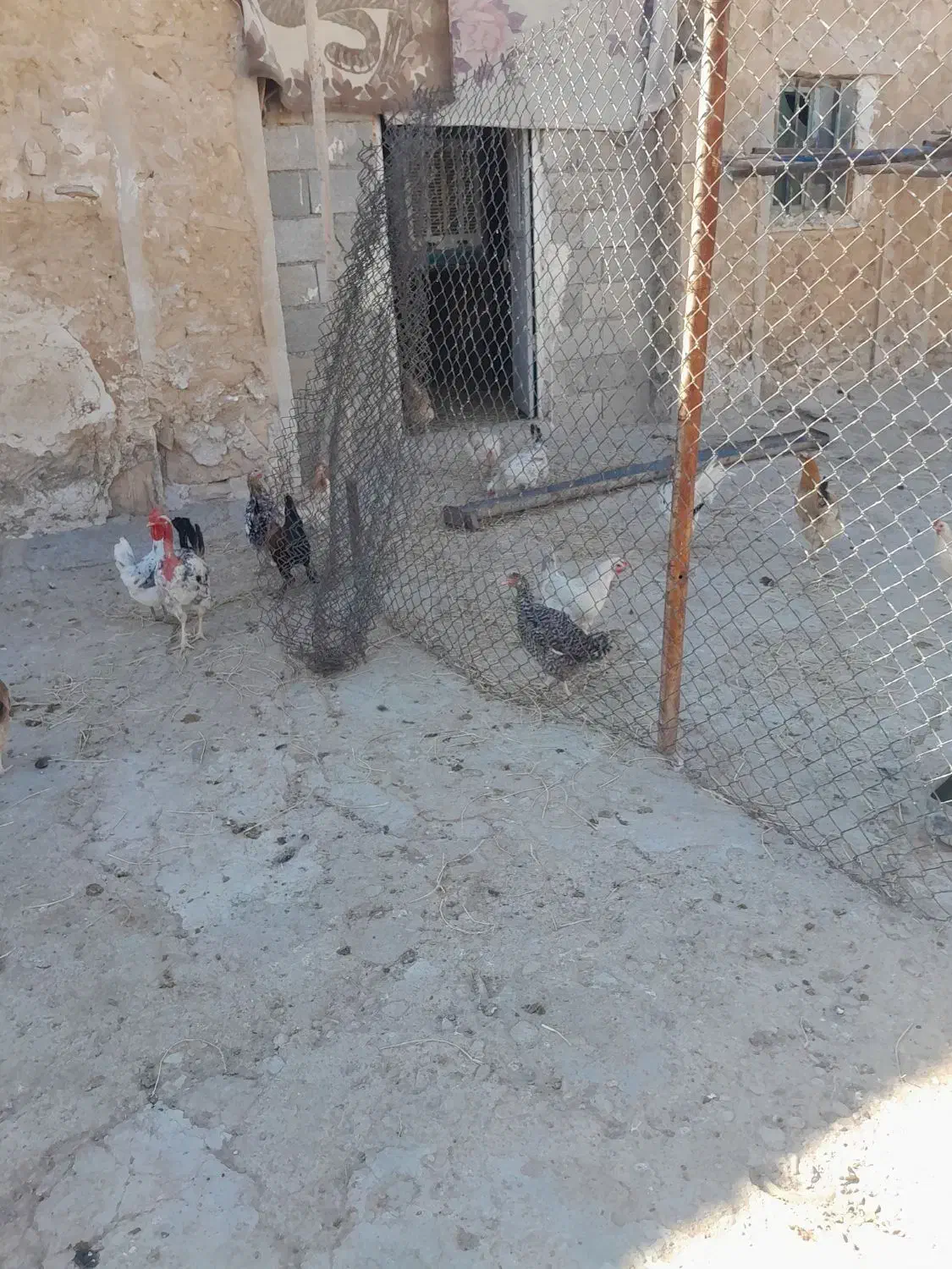 مرغ محلی دیلگونی وگلین|حیوانات مزرعه|سوق, |دیوار