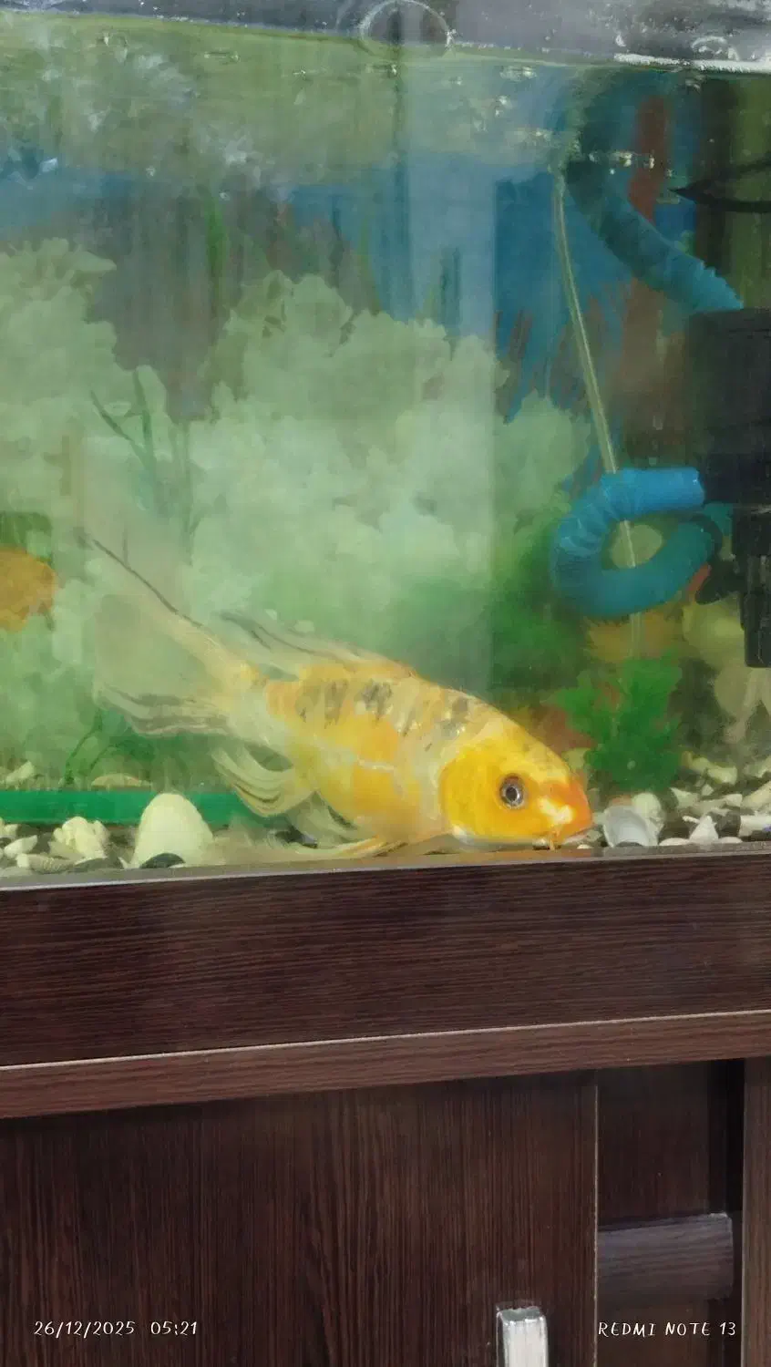 ماهی|ماهی|سمنان, |دیوار