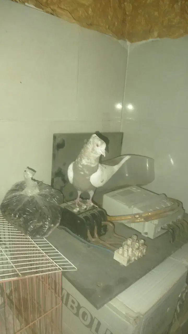 کبوتر رنگی سینه|پرنده|بجنورد, |دیوار