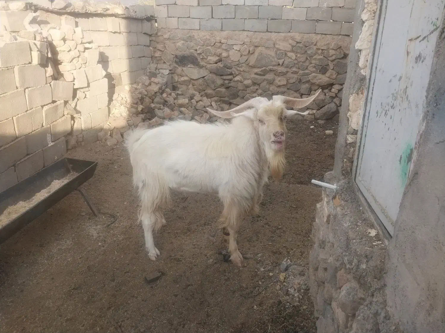 چبش سانن|حیوانات مزرعه|نهبندان, |دیوار