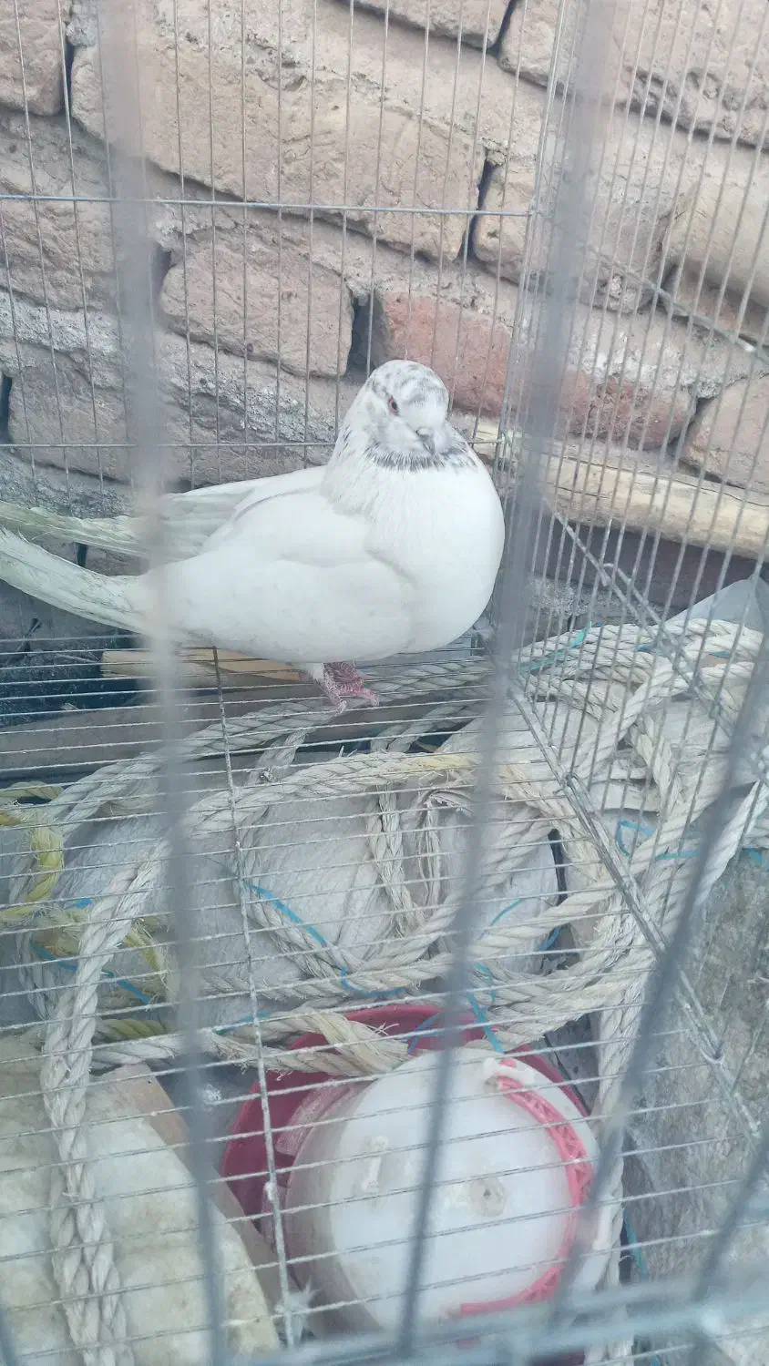 کبوتر ۸۰ تا ۱۵۰|پرنده|جیرفت, |دیوار