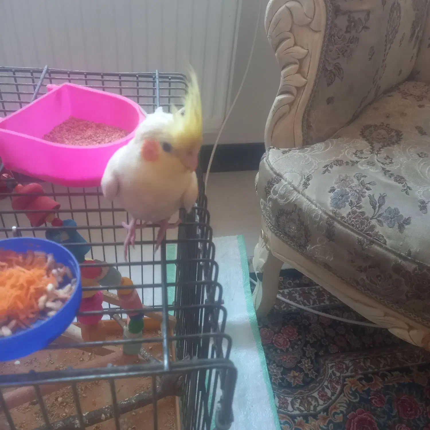 ۴ عدد عروس علندی|پرنده|هشتگرد, فاز ۷ مهستان|دیوار