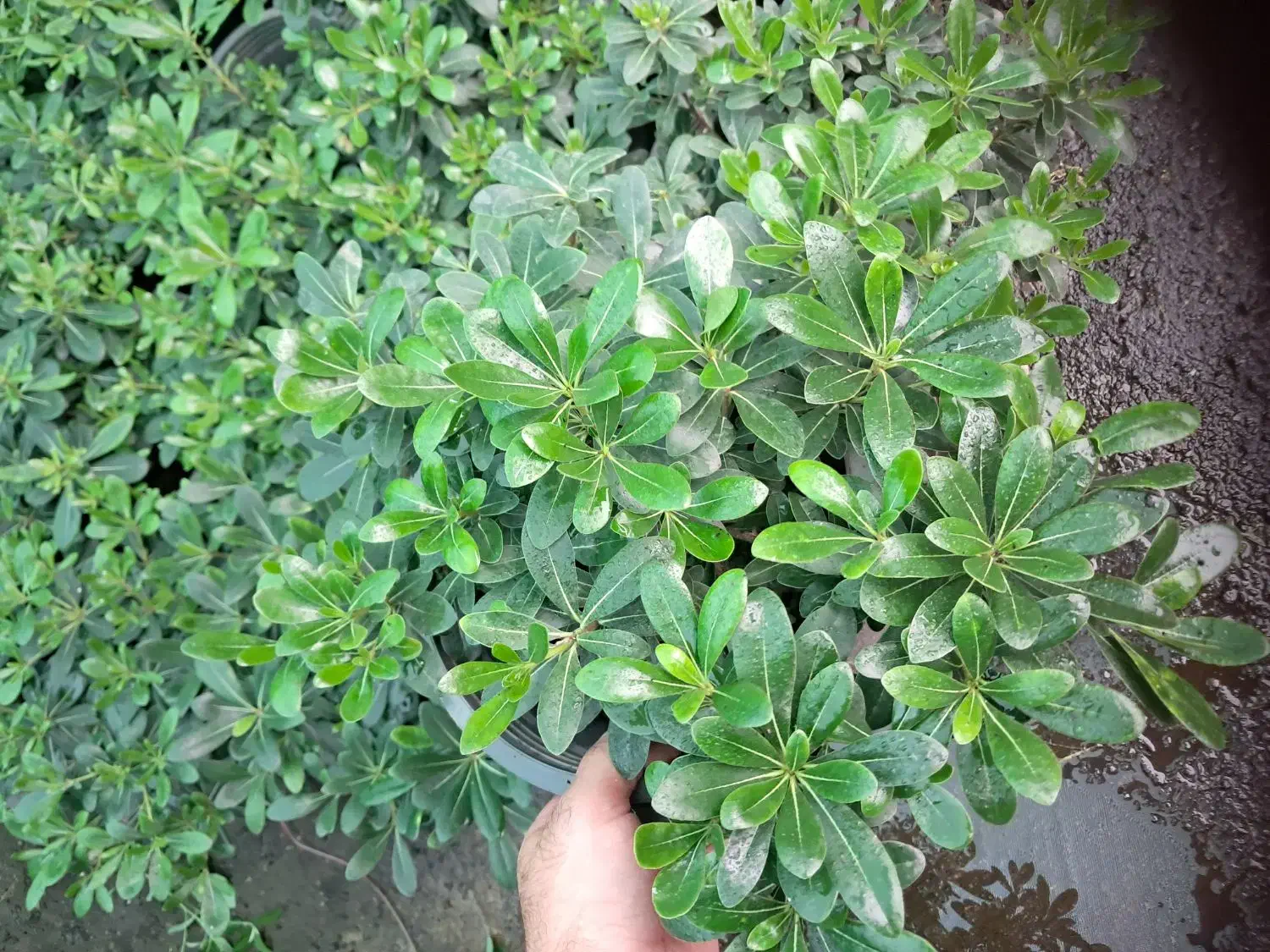 پیتسپروم سطل ۱۰ خوشکل|گل و گیاه طبیعی|کلاچای, |دیوار