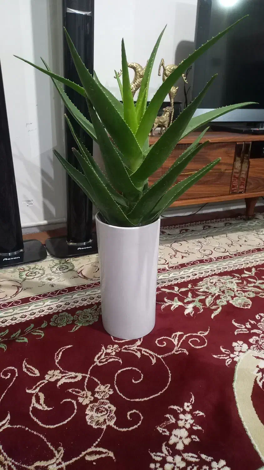 گل آلوورا|گل و گیاه طبیعی|اردبیل, |دیوار