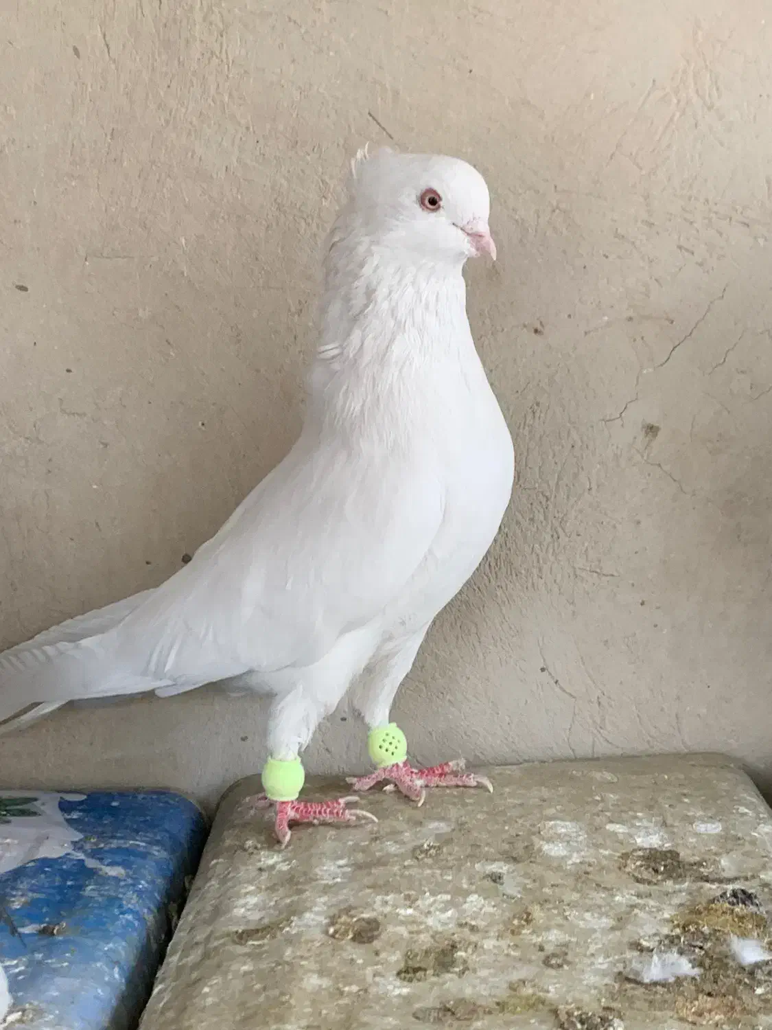 دوتانر نوک ریز|پرنده|پیر بکران, |دیوار