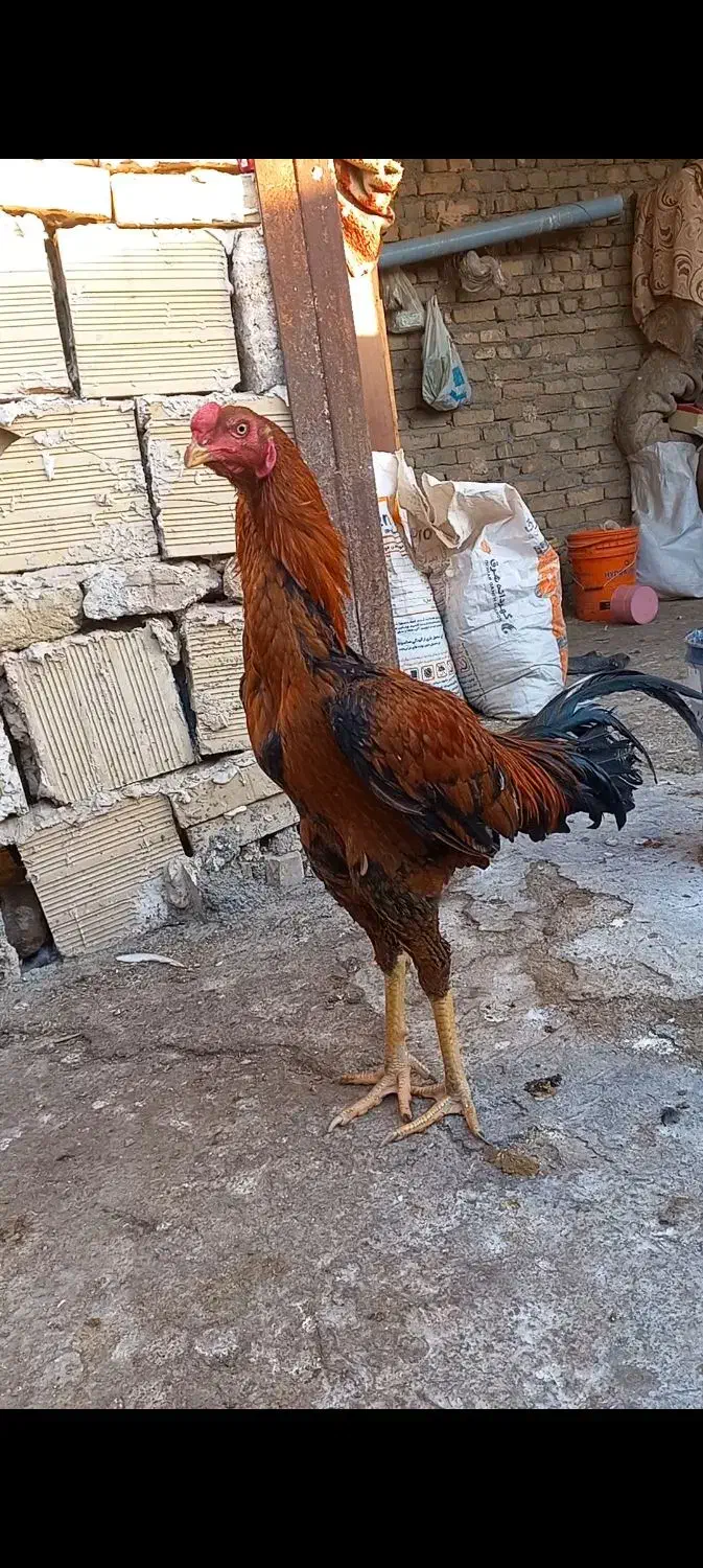 تخم نطفه دار لاری|حیوانات مزرعه|مشهد, عباس‌آباد|دیوار