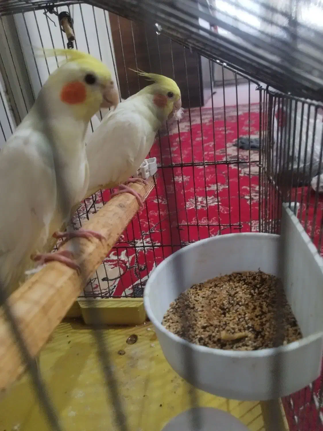 یه جفت نر و ماده عروس خوشکل کشیده|پرنده|فردیس, شهرک ارم|دیوار