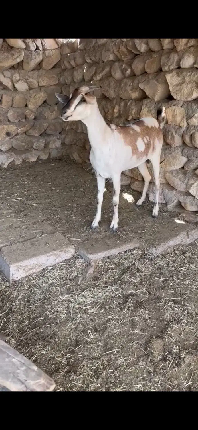 بره و میش آفریقایی|حیوانات مزرعه|رشت, کوی مهر|دیوار
