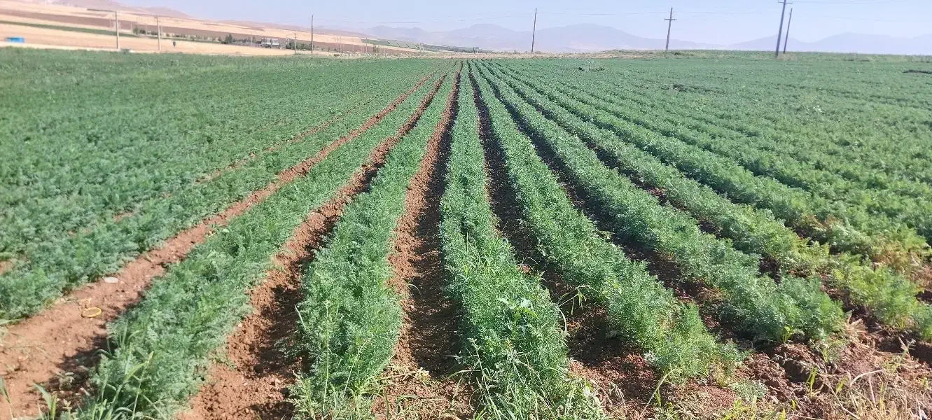 16هکتار جای گندم اجاره داده می‌شود با 5اینج اب|اجارهٔ دفتر صنعتی، کشاورزی، تجاری|الیگودرز, |دیوار