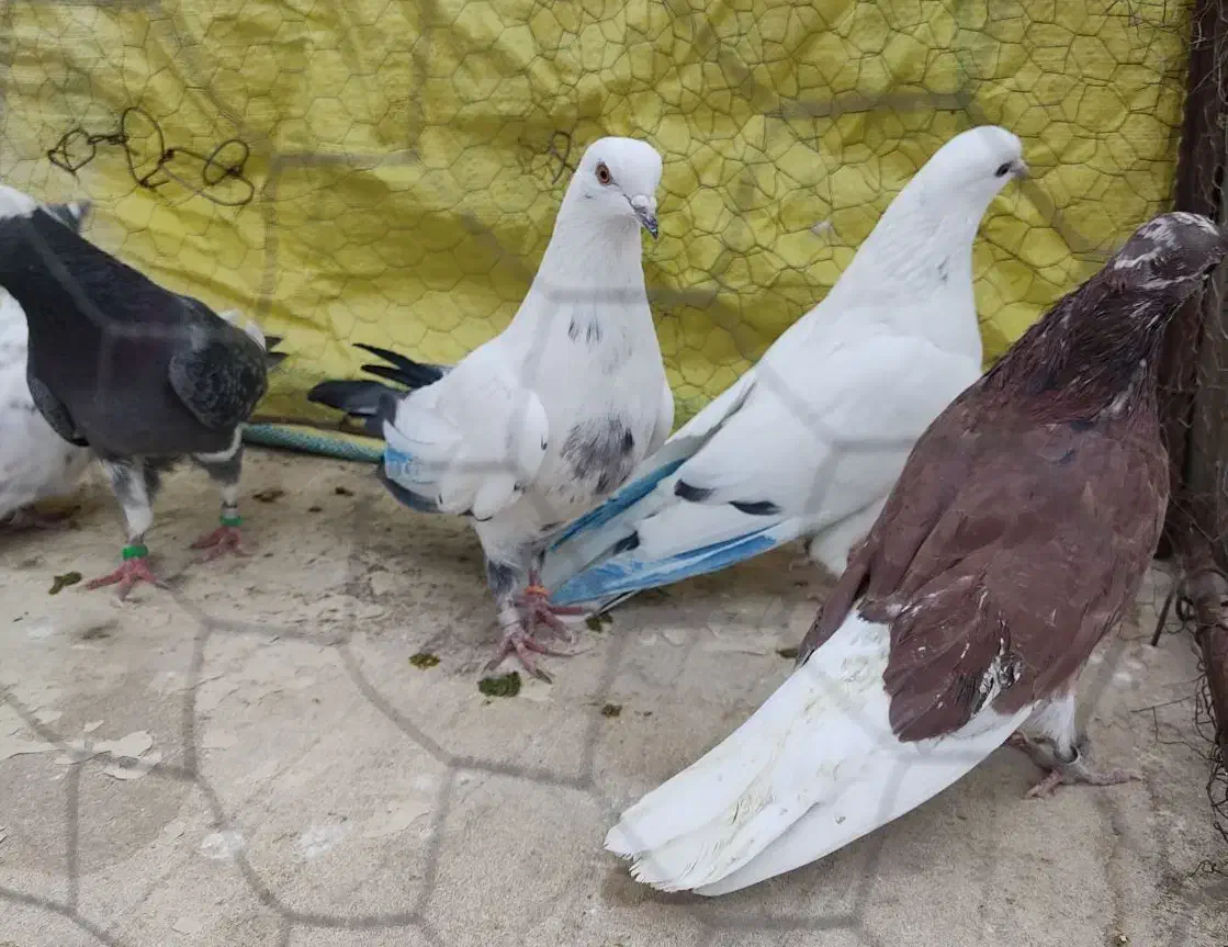 کفتر خارجی کبوتر اصیل پرش|پرنده|رودهن, |دیوار