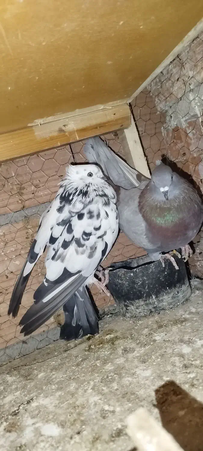 کبوتر|پرنده|علی‌آباد کتول, |دیوار