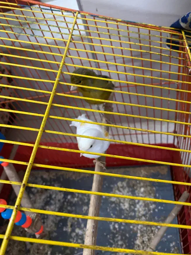 قناری|پرنده|یزد, |دیوار