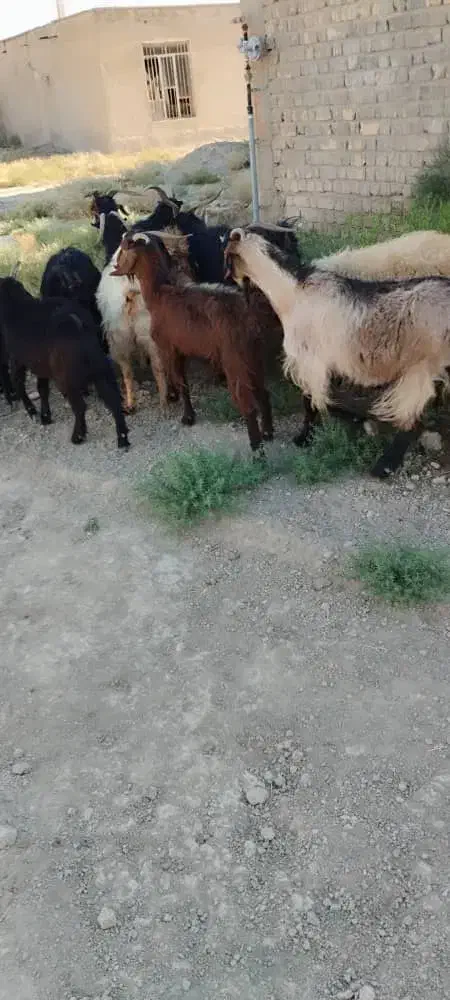 بز چاق بره کهره چاق|حیوانات مزرعه|شیراز, آبیاری|دیوار