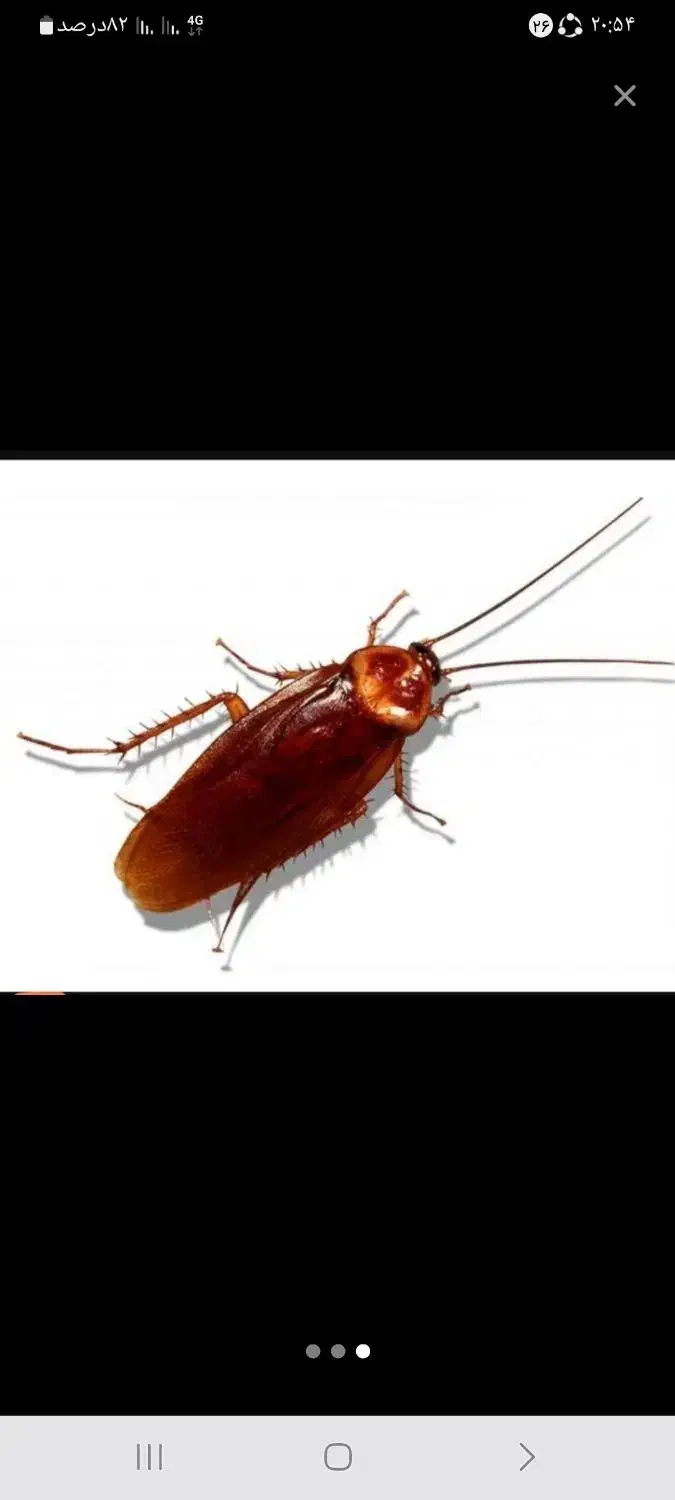 سمپاشی حشرات ۱۰۰ تضمینی کل حشرات وغیره شرکت تندیس|خدمات نظافت|تهران, فاطمی|دیوار