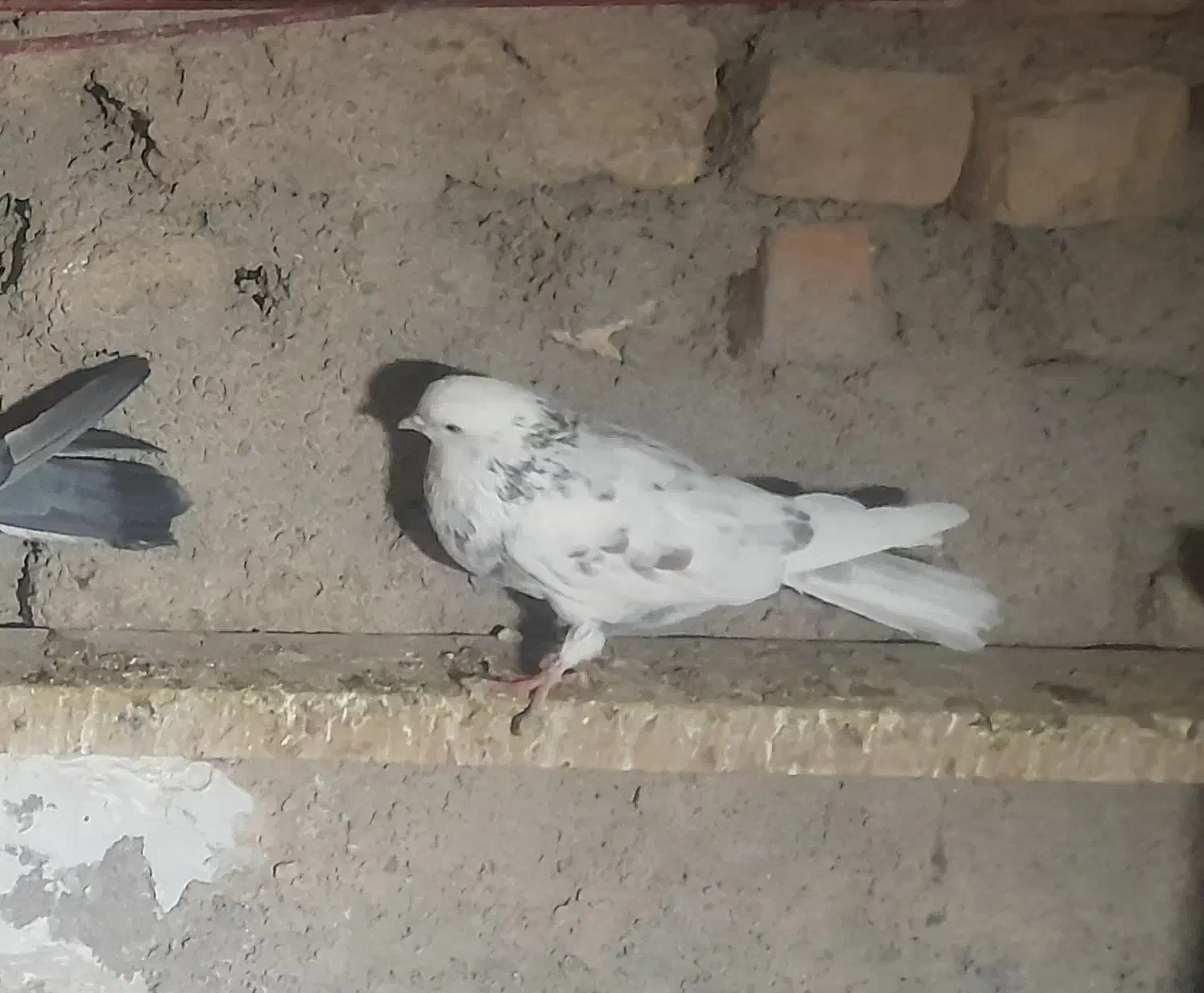 کفتر|پرنده|شاهرود, |دیوار