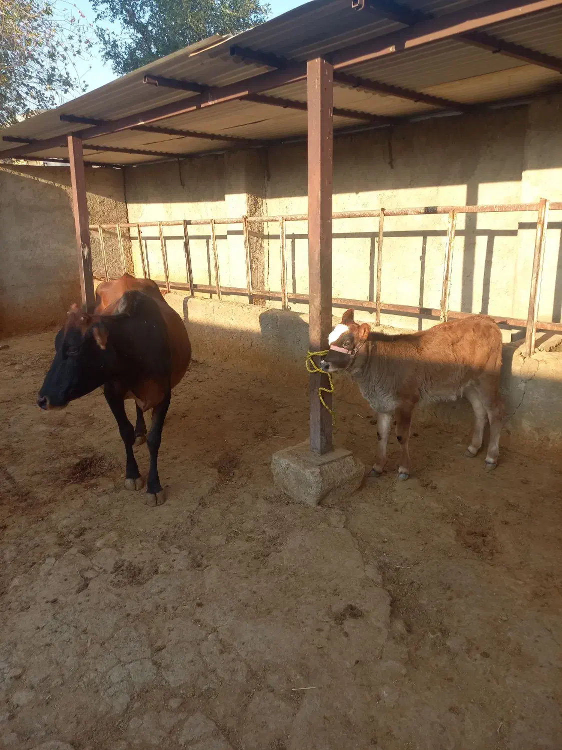 فروش گاو و گوساله|حیوانات مزرعه|دهدشت, |دیوار