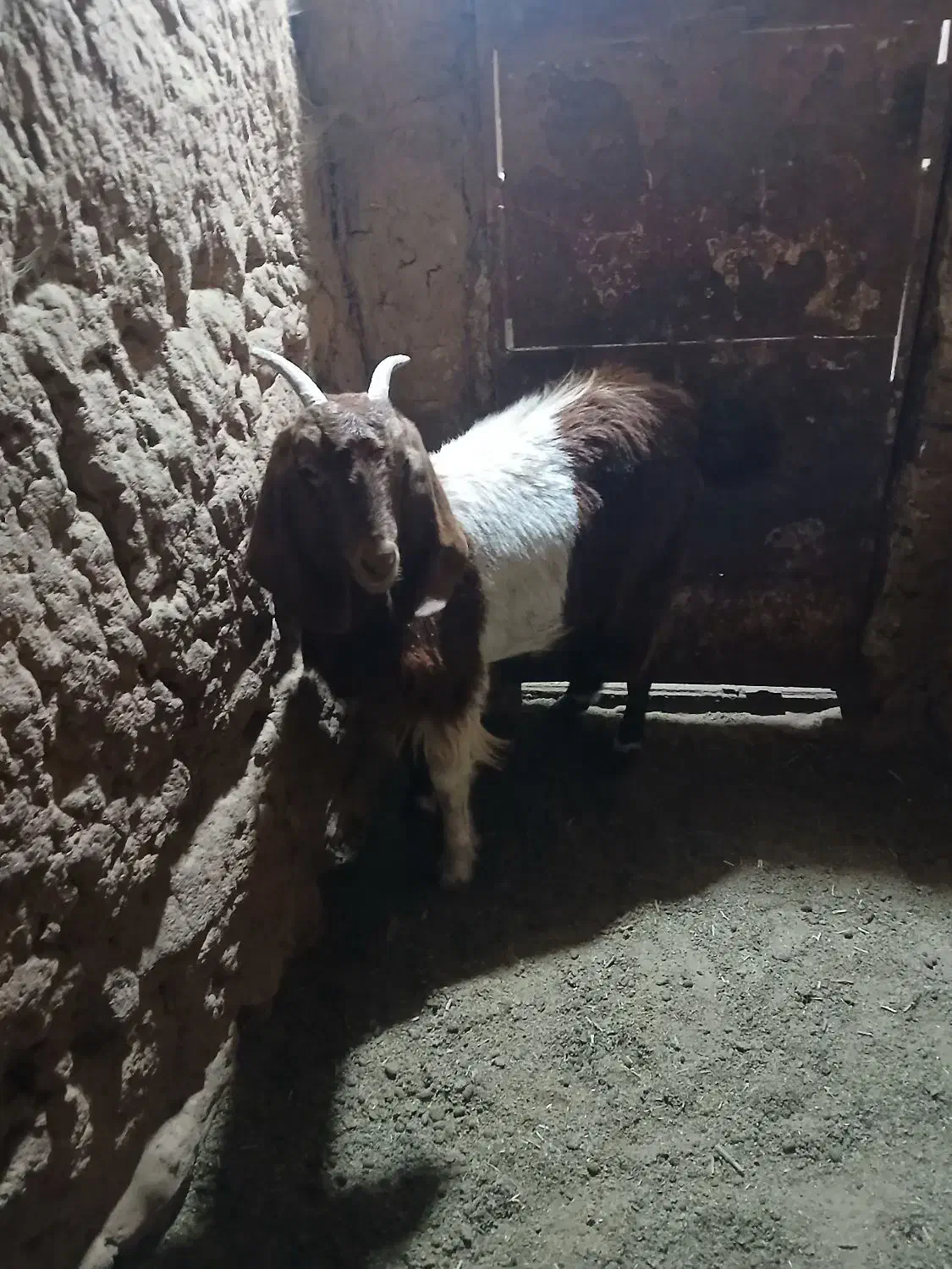 بزغاله ماده|حیوانات مزرعه|تربت جام, میان جام|دیوار