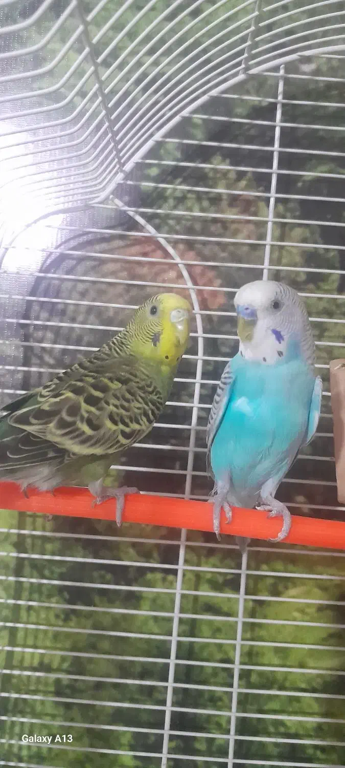 یک جفت مرغ عشق ۴۵۰ بدون قفس باقفس و لونه ۷۵۰|پرنده|کهریزک, |دیوار