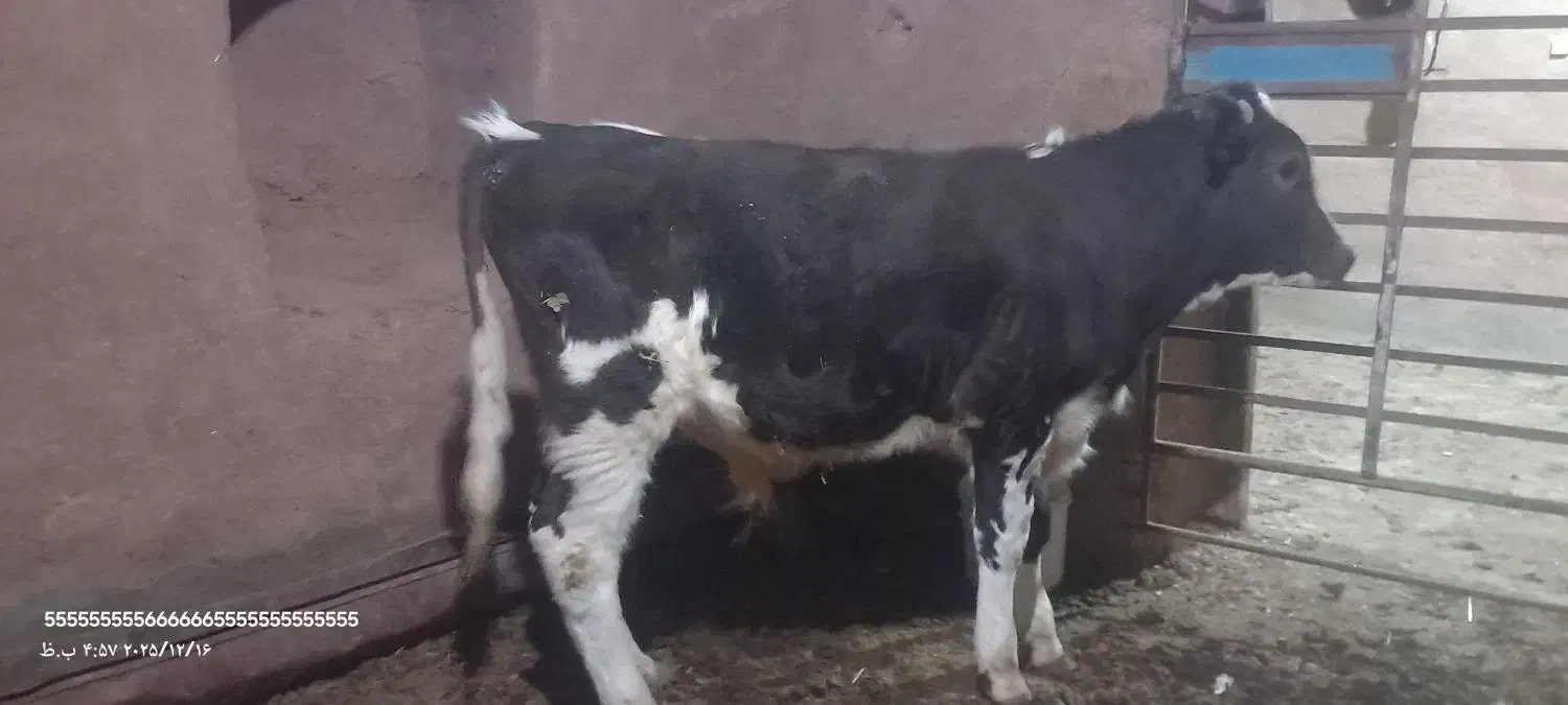 گوساله و گاو شیری|حیوانات مزرعه|باشتین, |دیوار