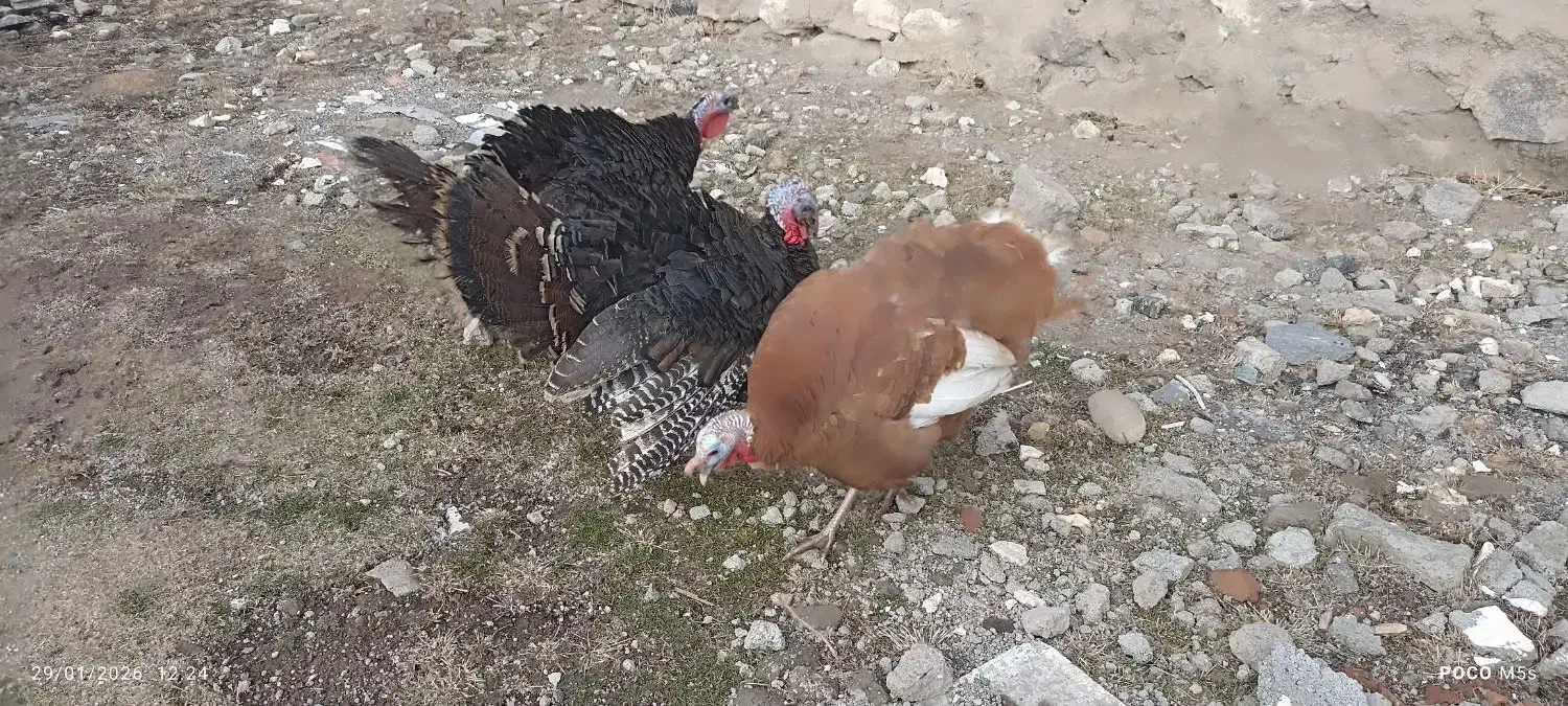 بوقلمون 3عدد|حیوانات مزرعه|مشگین شهر, |دیوار