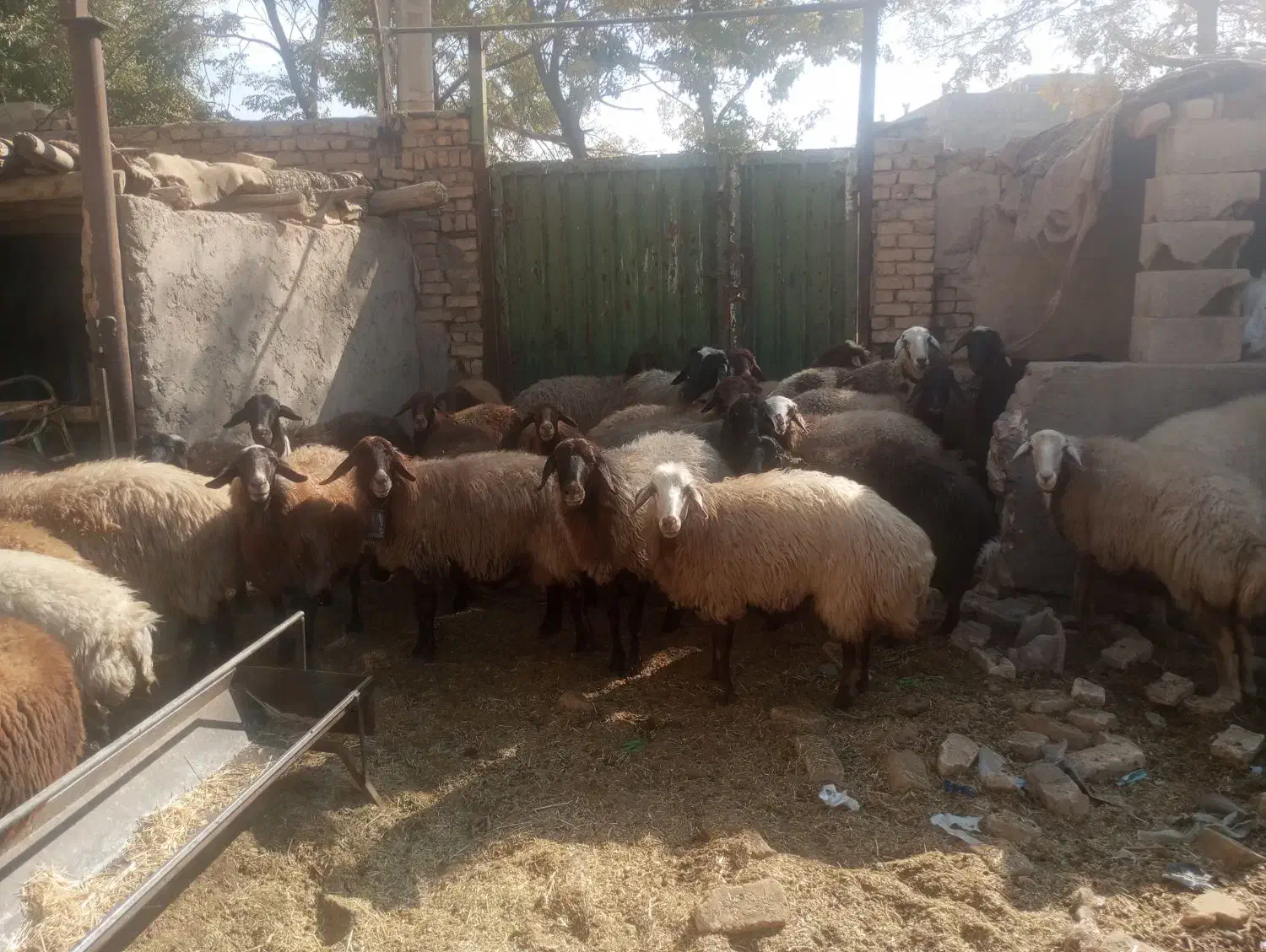 30راس شیشک ابستن رومایه|حیوانات مزرعه|ابریشم, |دیوار