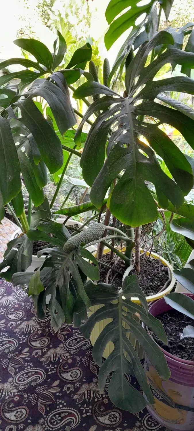 برگ انجیری منسترا امستل طلایی|گل و گیاه طبیعی|خمام, |دیوار