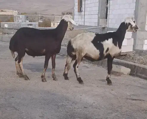 بره قوچ افشاری اصیل|حیوانات مزرعه|زند, |دیوار