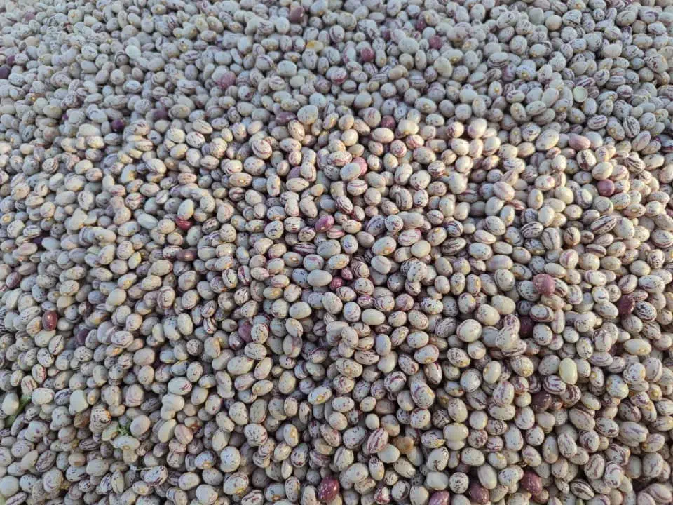 لوبیا چیتی درجه ۱ همدان|خوردنی و آشامیدنی|قم, شهرک فاطمیه|دیوار