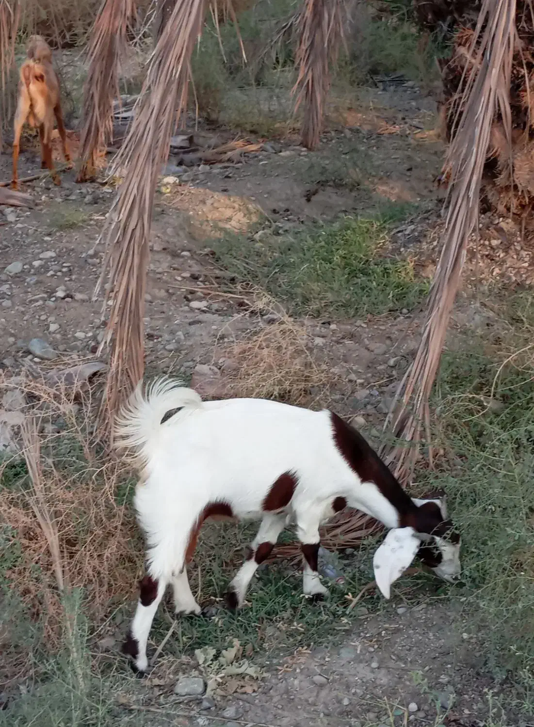 کهره گیسه|حیوانات مزرعه|بلوک, |دیوار