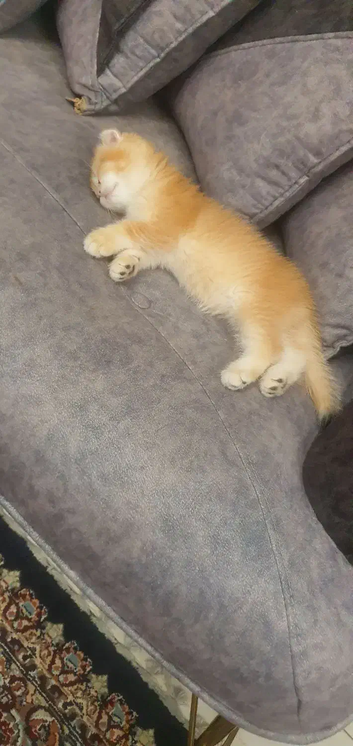 بریتیش .اسکاتیش|گربه|تهران, قیطریه|دیوار