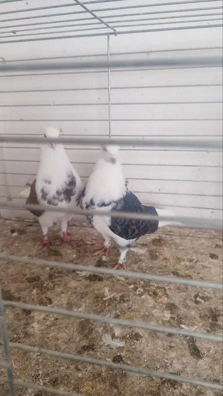 فروش ۵جفت نروماده|پرنده|آران و بیدگل, |دیوار