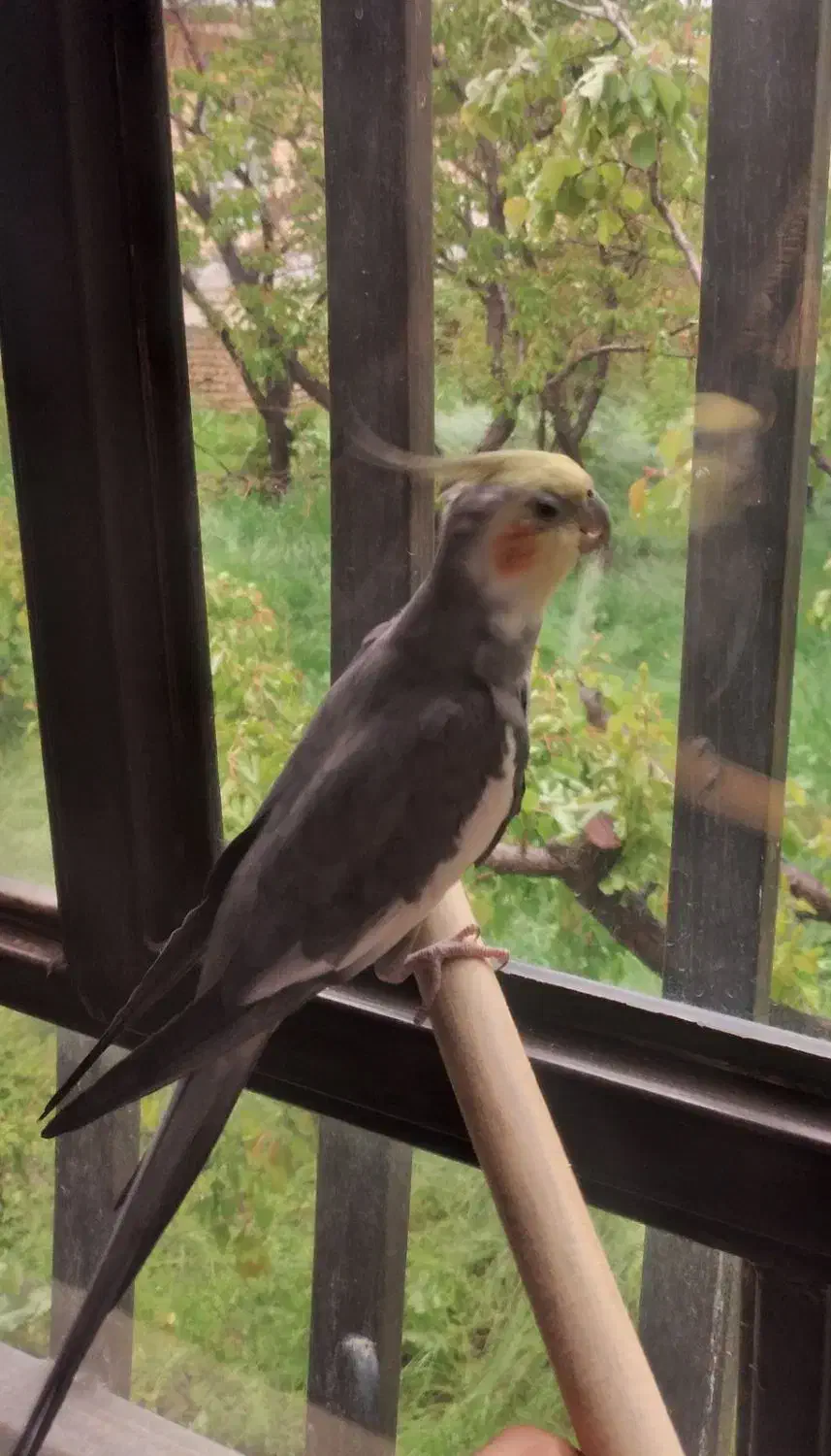 جفت عروس هلندی|پرنده|کرمان, |دیوار