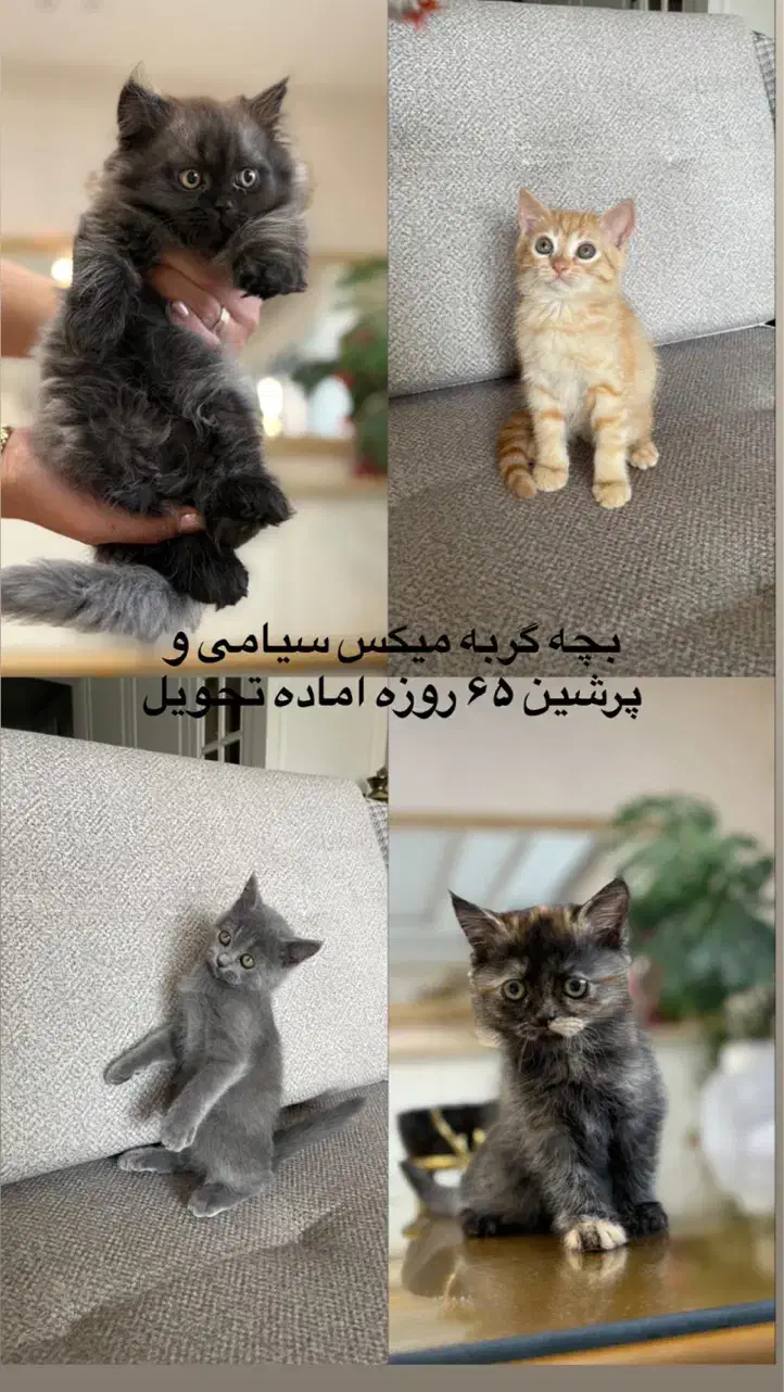 بچه گربه پرشین سیامی|گربه|گنبد کاووس, |دیوار